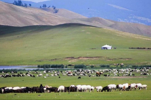 Бэлчээрийн ургамлын ургалт нийт нутгийн 50 орчим хувьд сайн байна